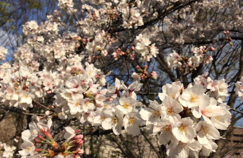 2019年4月の営業につきまして